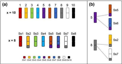 我校國家甘蔗工程技術(shù)研究中心鄧祖湖團(tuán)隊(duì)開發(fā)甘蔗染色體全涂染探針揭示甘蔗復(fù)合體不同物種間染色體融合